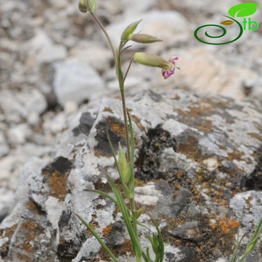 Silene conica