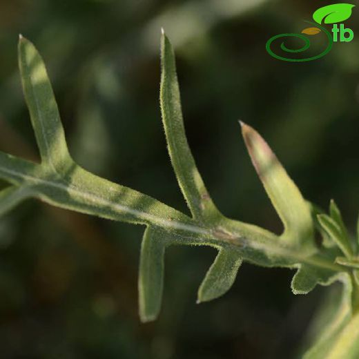 Asteraceae-Papatyagiller