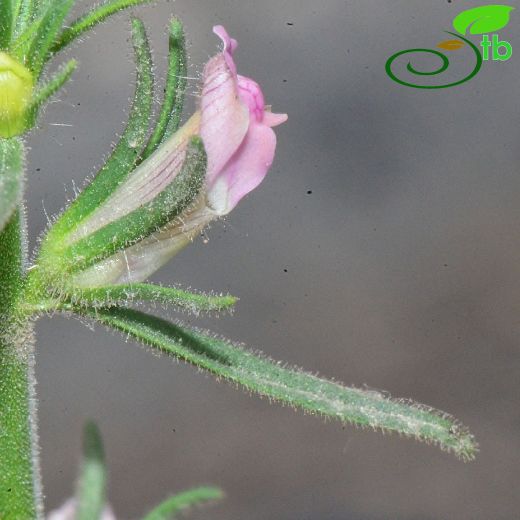 Misopates orontium