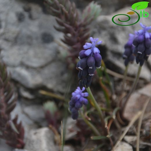 Muscari kerkis