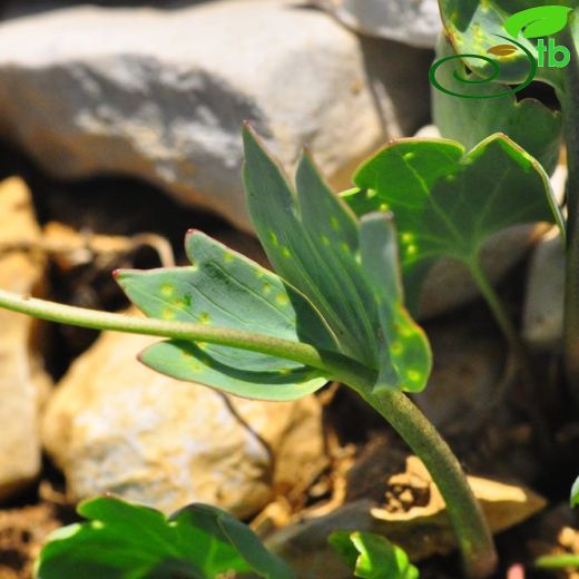 Ranunculus brevifolius