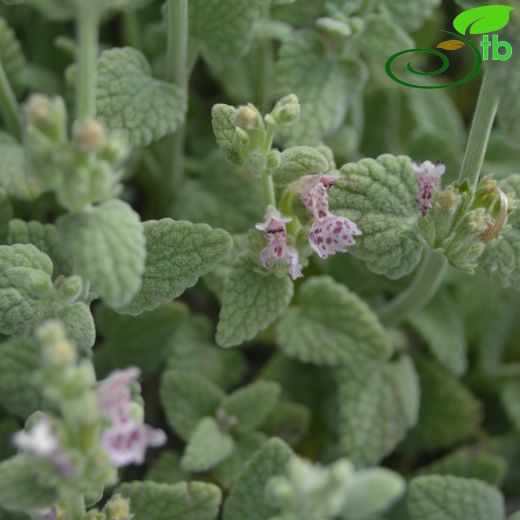 Nepeta phyllochlamys