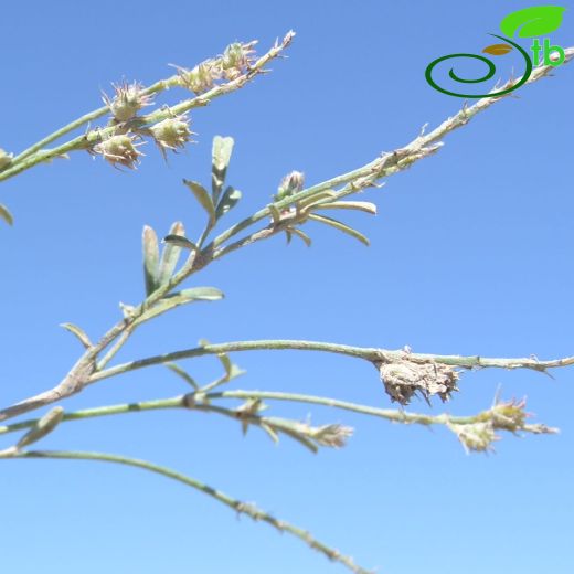 Onobrychis occulta