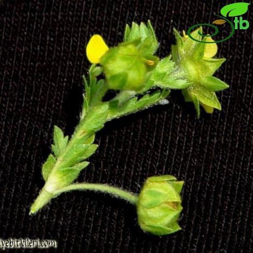 Potentilla supina