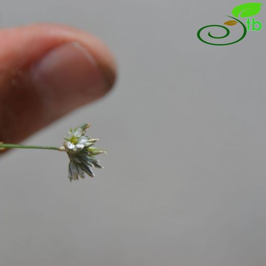 Minuartia leucocephaloides