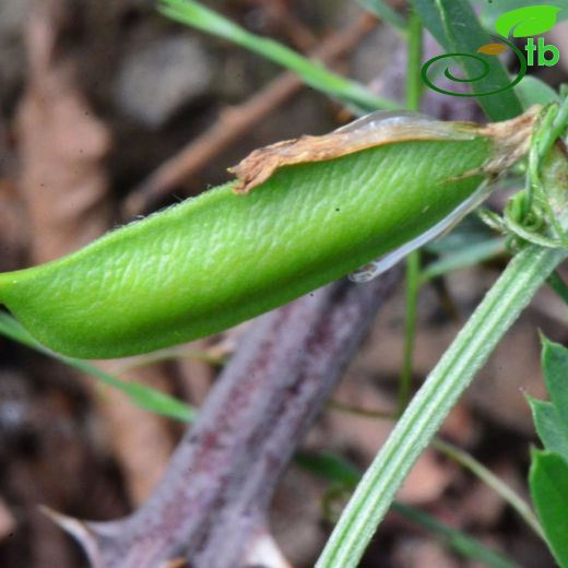 Vicia anatolica