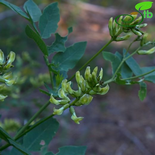 Astragalus fraxinifolius