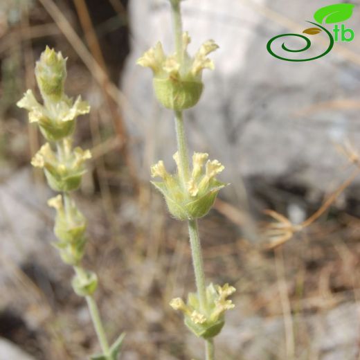 Sideritis galatica