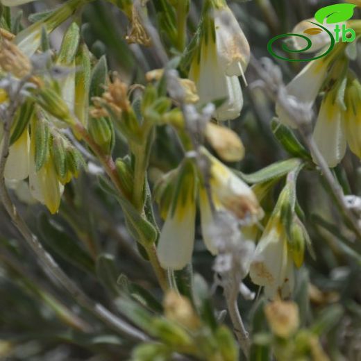 Onosma microcarpa