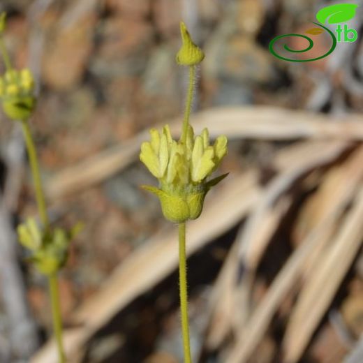 Sideritis leptoclada