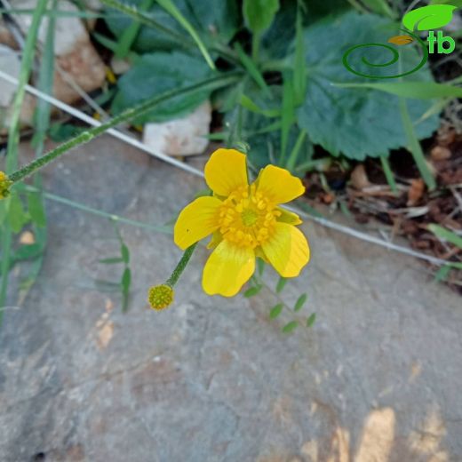 Ranunculus bullatus