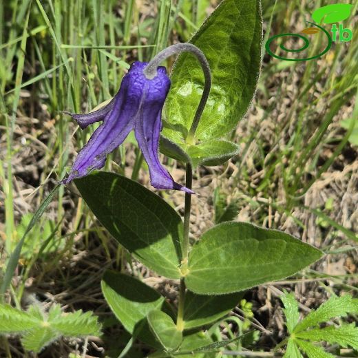 Clematis-Akasma