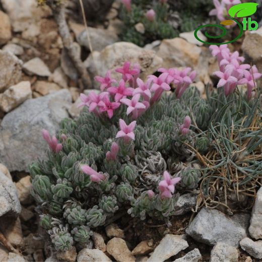 Cynanchica bryoides