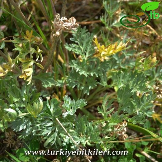 Artemisia armeniaca