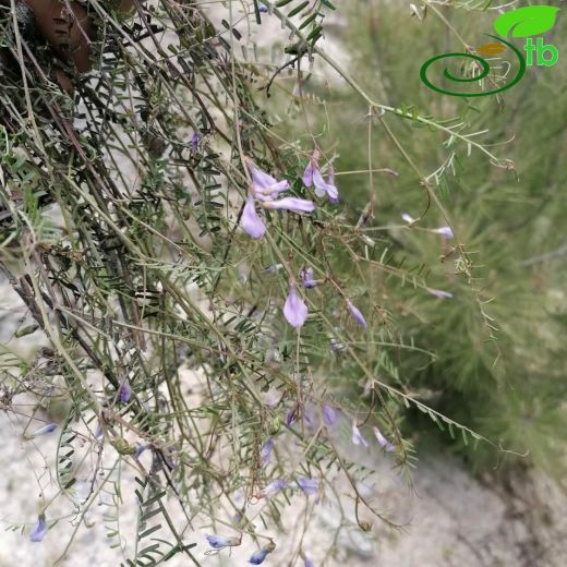 Vicia articulata