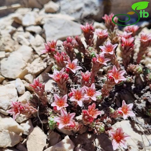 Crassulaceae-Damkoruğugiller