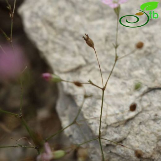 Gypsophila muralis