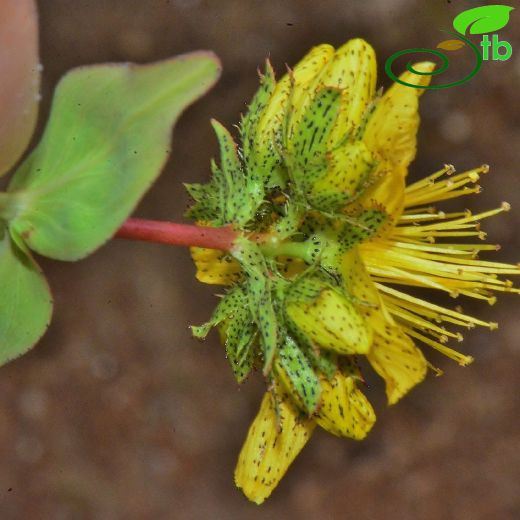 Hypericum venustum