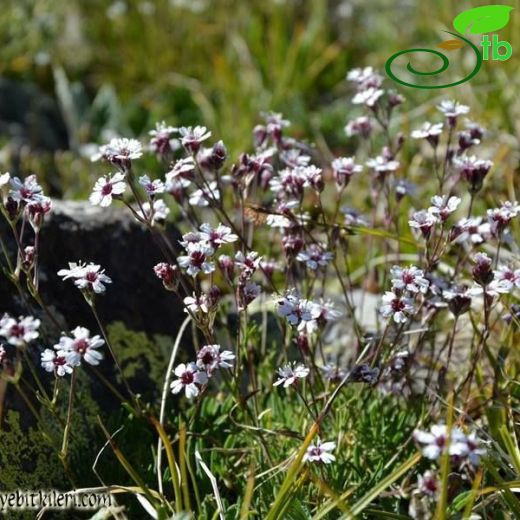 Silene dianthoides