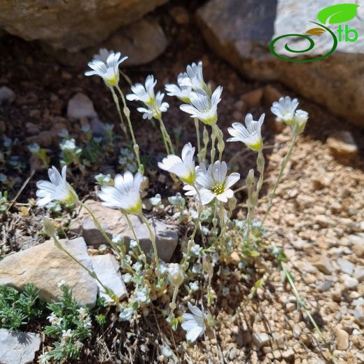 Caryophyllaceae-Karanfilgiller