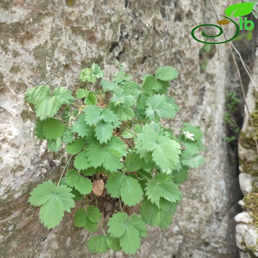 Potentilla ulrichii