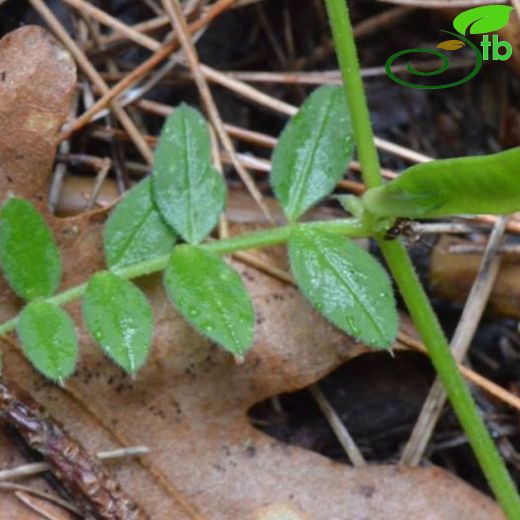 Vicia barbazitae