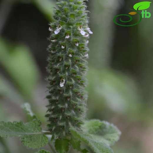 Teucrium-Kısamahmut