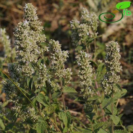 Nepeta viscida