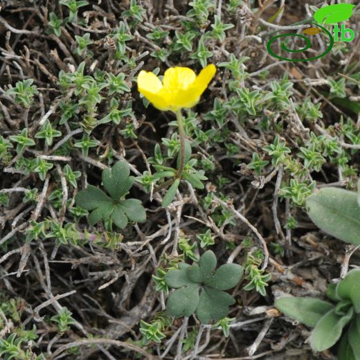 Ranunculus cadmicus