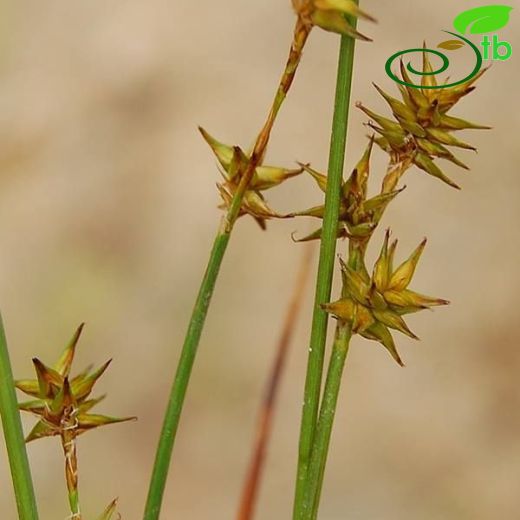 Carex echinata