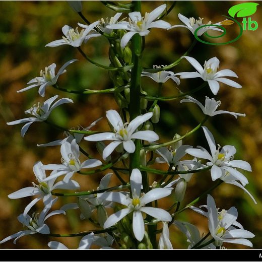 Ornithogalum arcuatum