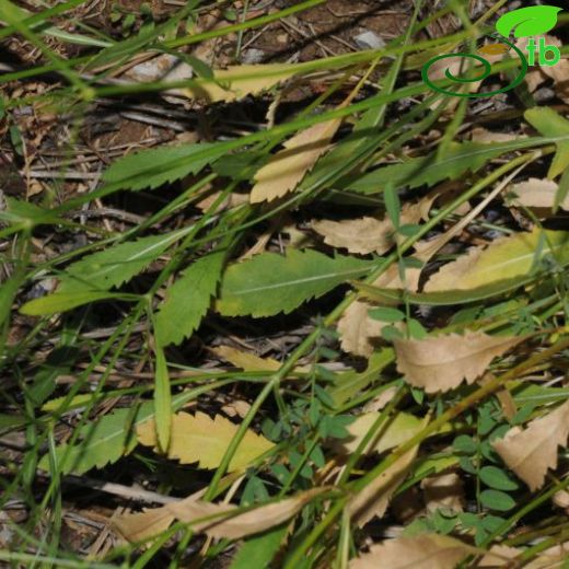 Cephalaria cameliensis