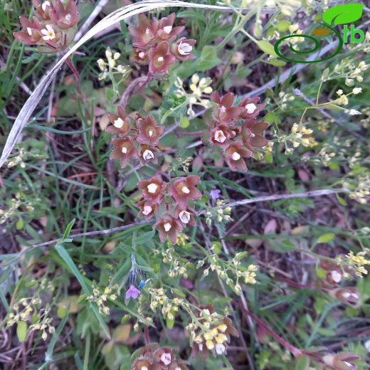 Primulaceae-Çuhaçiçeğigiller