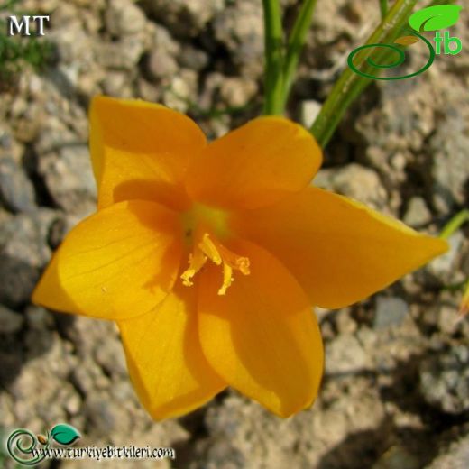 Crocus scharojanii