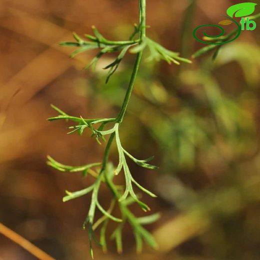Apiaceae-Maydanozgiller