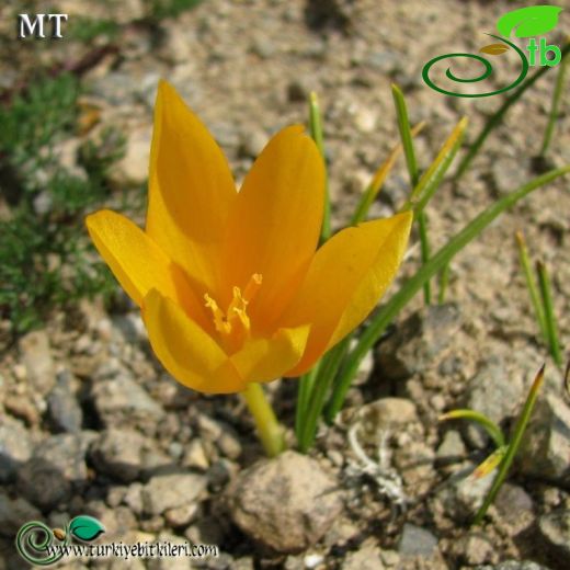 Crocus scharojanii