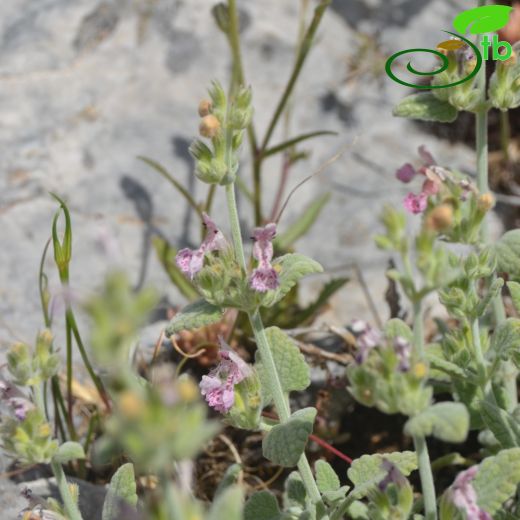 Nepeta phyllochlamys