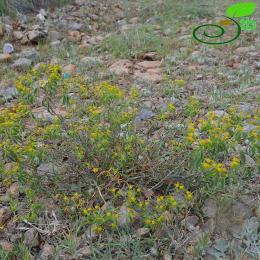 Euphorbia austroanatolica