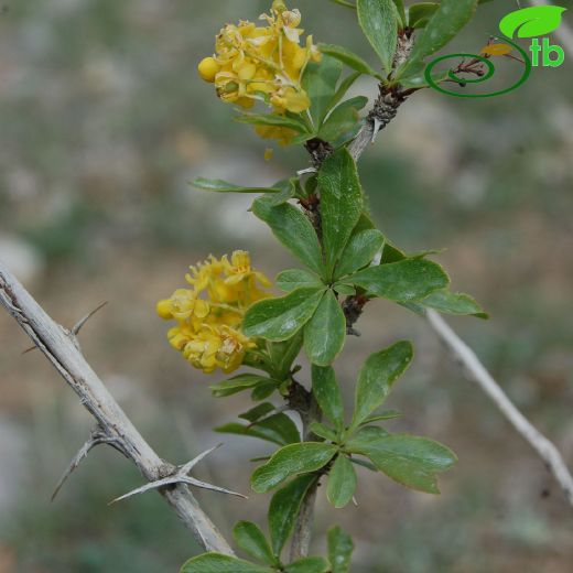 Jasminum-Yasemin