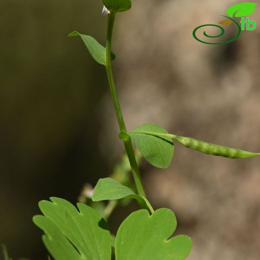 Papaveraceae-Haşhaşgiller