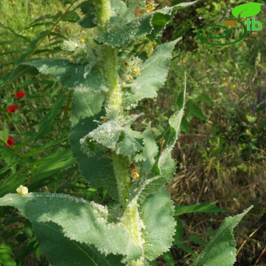 Verbascum lydium