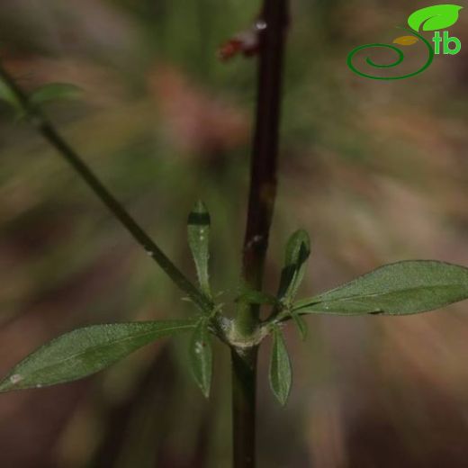 Silene confertiflora