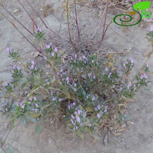 Fabaceae-Baklagiller