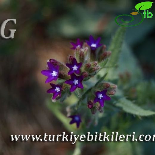 Anchusa hybrida