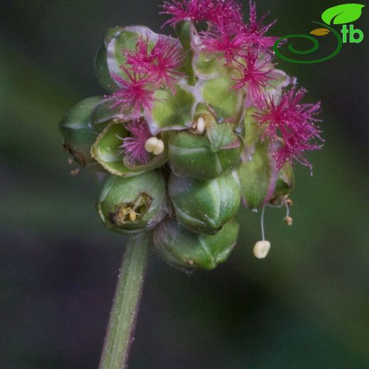 Sanguisorba-Çayırdüğmesi