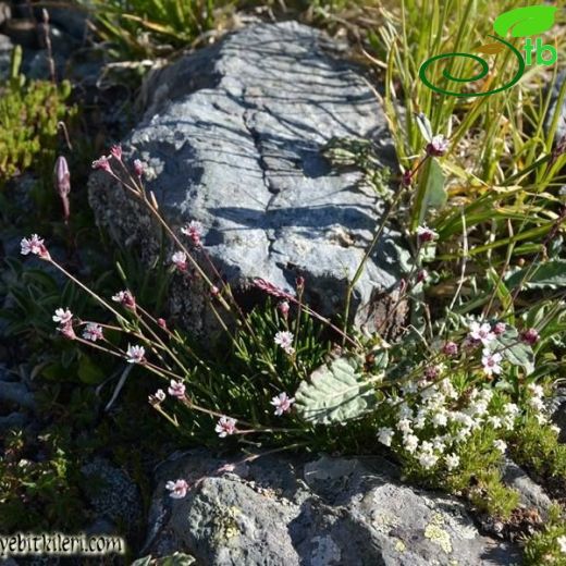 Silene dianthoides