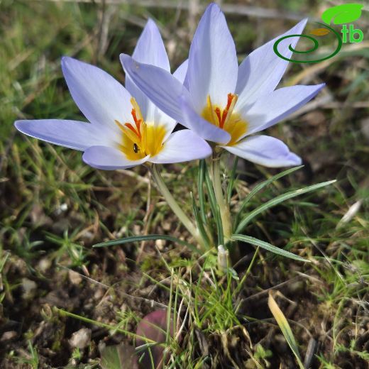 Crocus-Çiğdem