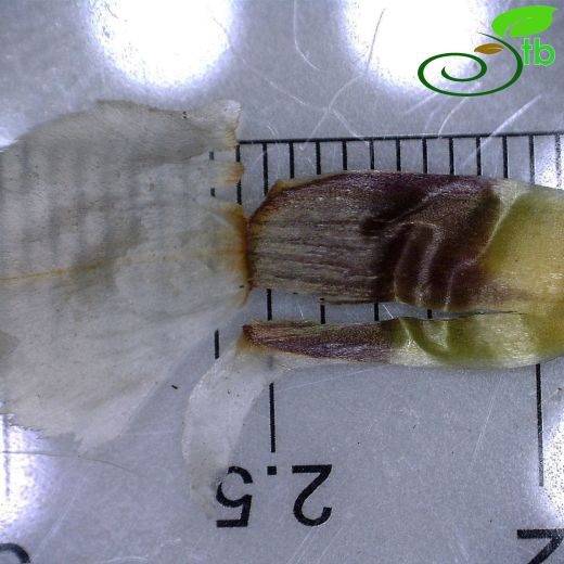 Psephellus mucronifer