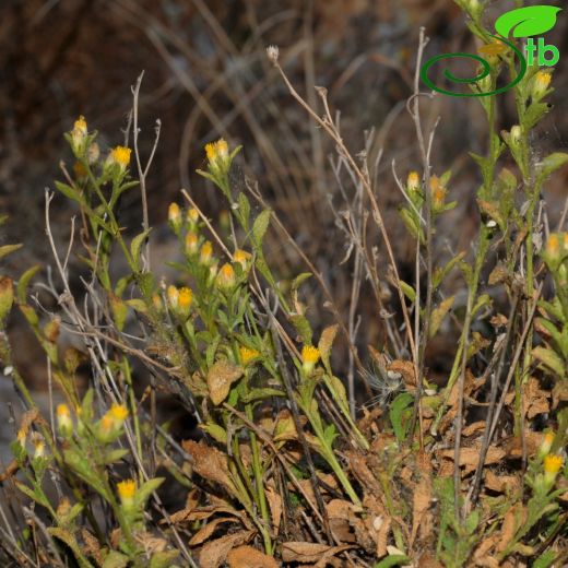 Inula sechmenii