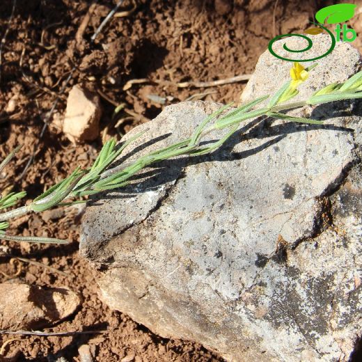 Orobanchaceae-Canavarotugiller